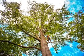 Best Tree Planting Services  in USA