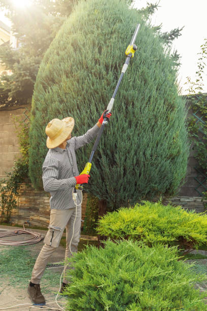 Best Leaf Removal Services  in USA